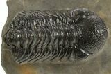 Detailed Austerops Trilobite - Ofaten, Morocco #325984-2